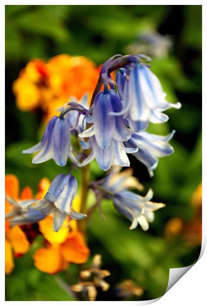 Bluebells Bluebell Spring Flowers Hyacinthoides Print by Andy Evans Photos