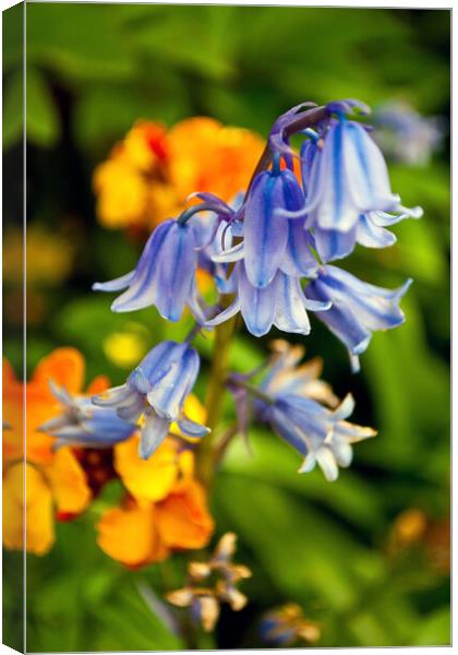 Bluebells Bluebell Spring Flowers Hyacinthoides Canvas Print by Andy Evans Photos