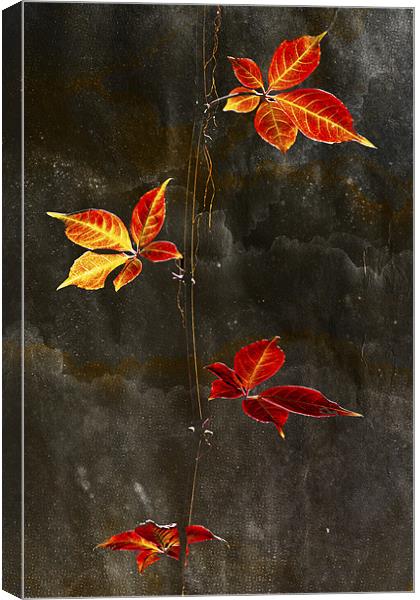 Autumn Leaves textured Print Canvas Print by Darren Burroughs