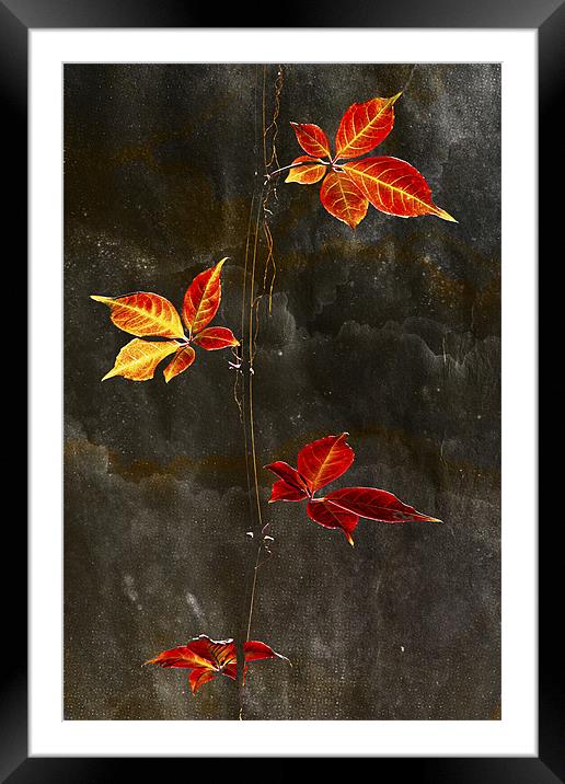 Autumn Leaves textured Print Framed Mounted Print by Darren Burroughs