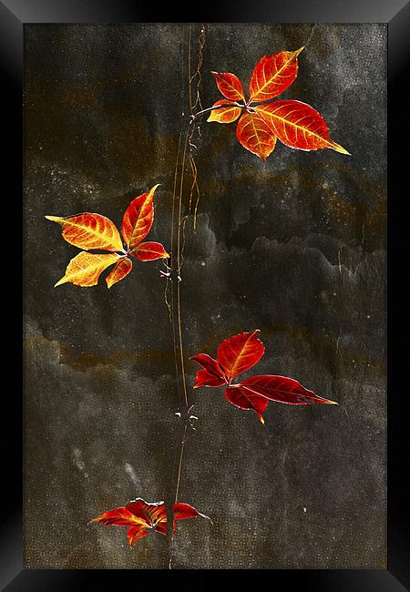 Autumn Leaves textured Print Framed Print by Darren Burroughs