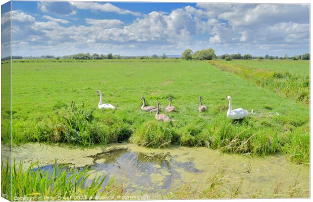 Swans on The Somerset Levels Canvas Print by Philip Gough