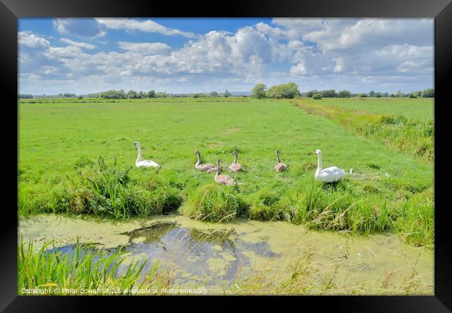 Swans on The Somerset Levels Framed Print by Philip Gough