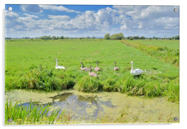 Swans on The Somerset Levels Acrylic by Philip Gough