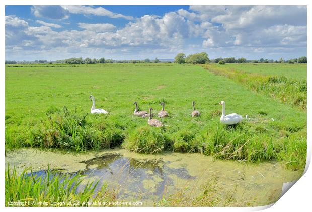Swans on The Somerset Levels Print by Philip Gough