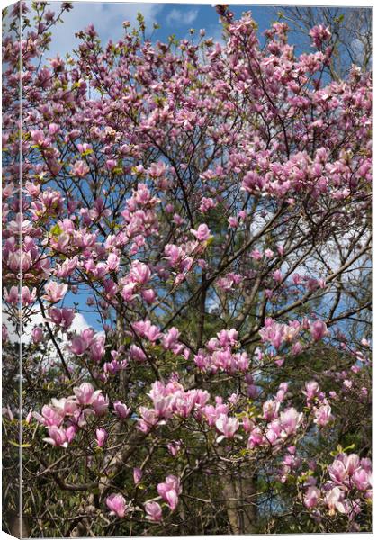 Magnolia Flowers In Spring Canvas Print by Artur Bogacki