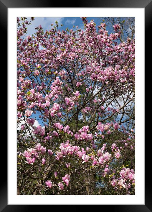 Magnolia Flowers In Spring Framed Mounted Print by Artur Bogacki