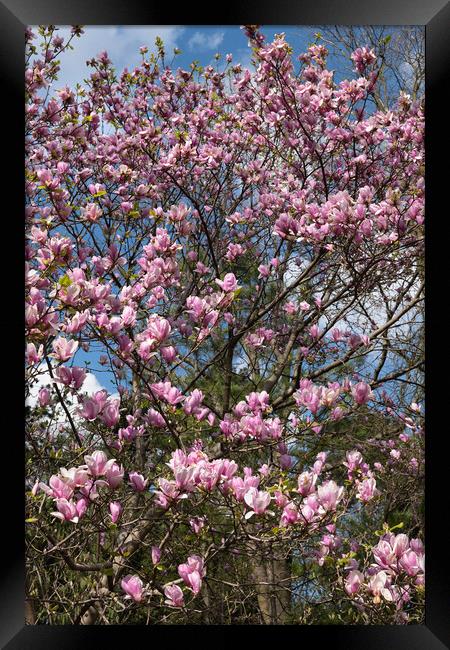 Magnolia Flowers In Spring Framed Print by Artur Bogacki