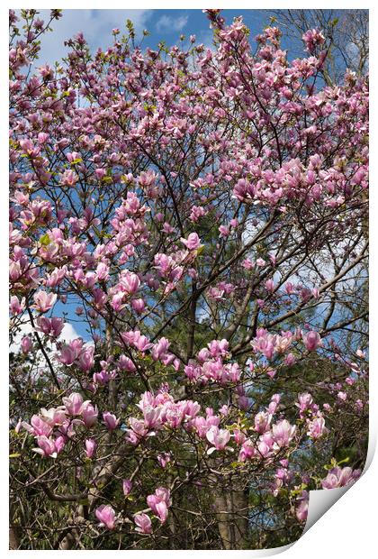 Magnolia Flowers In Spring Print by Artur Bogacki