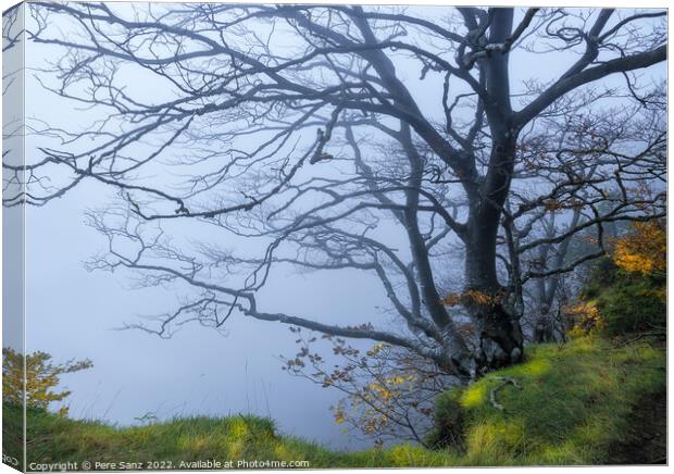 Autumn Scene of a Tree in the Fog Canvas Print by Pere Sanz