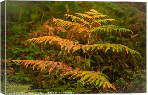 Autumn Fern Canvas Print by Simon Johnson