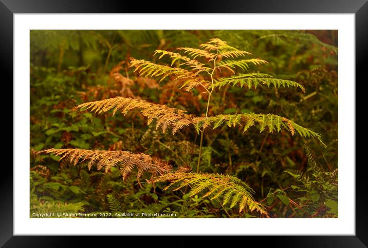 Autumn/Summer  /fern? Framed Mounted Print by Simon Johnson