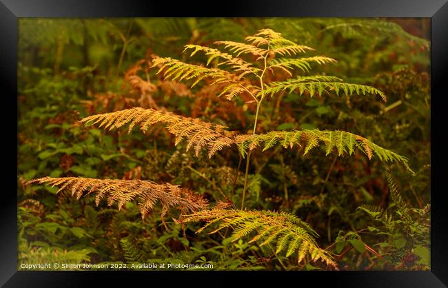Autumn/Summer  /fern? Framed Print by Simon Johnson