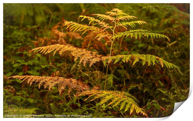 Autumn/Summer  /fern? Print by Simon Johnson