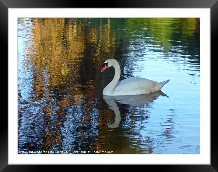 Swan Lake Framed Mounted Print by Sharon Lisa Clarke