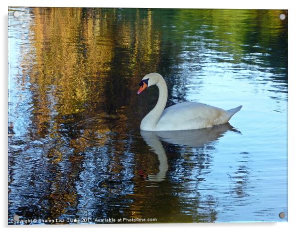 Swan Lake Acrylic by Sharon Lisa Clarke