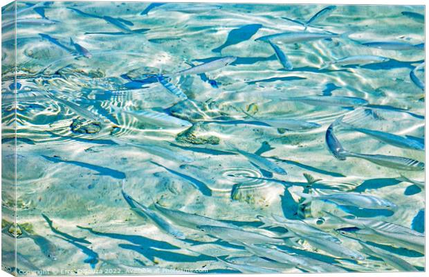 Tropical Fish in Shallow Sea Water Canvas Print by Errol D'Souza
