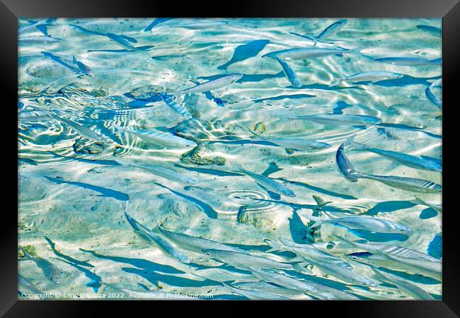 Tropical Fish in Shallow Sea Water Framed Print by Errol D'Souza