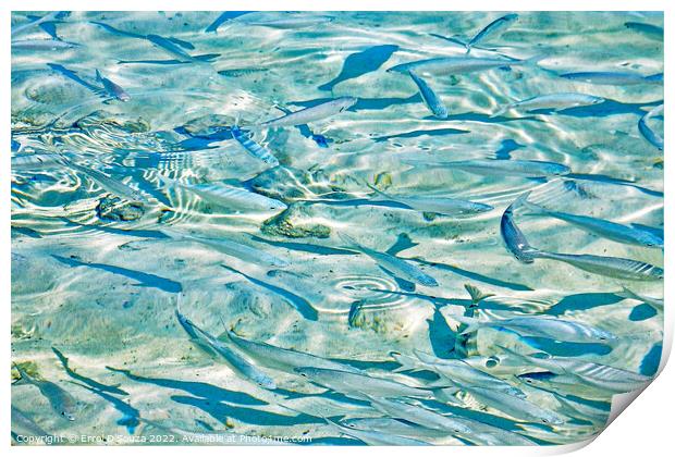 Tropical Fish in Shallow Sea Water Print by Errol D'Souza