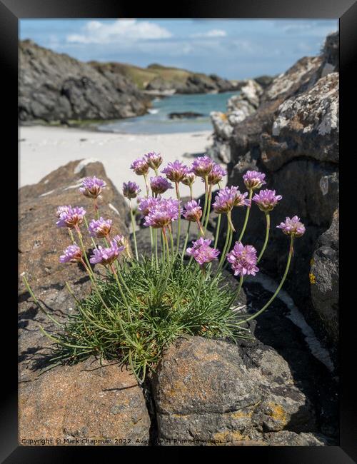 Sea Pinks, Colonsay Framed Print by Photimageon UK