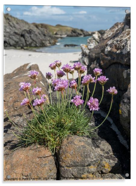 Sea Pinks, Colonsay Acrylic by Photimageon UK