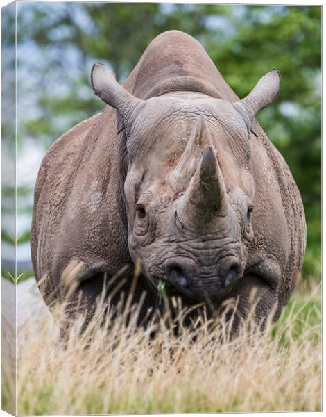 Face on with a Black rhinoceros Canvas Print by Jason Wells
