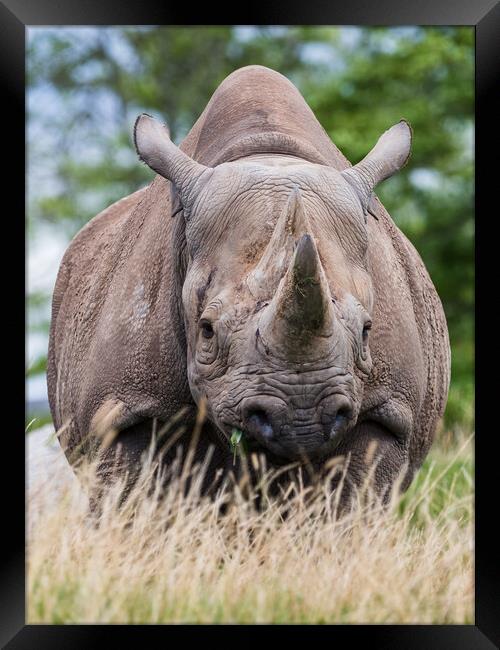 Face on with a Black rhinoceros Framed Print by Jason Wells