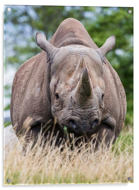 Face on with a Black rhinoceros Acrylic by Jason Wells