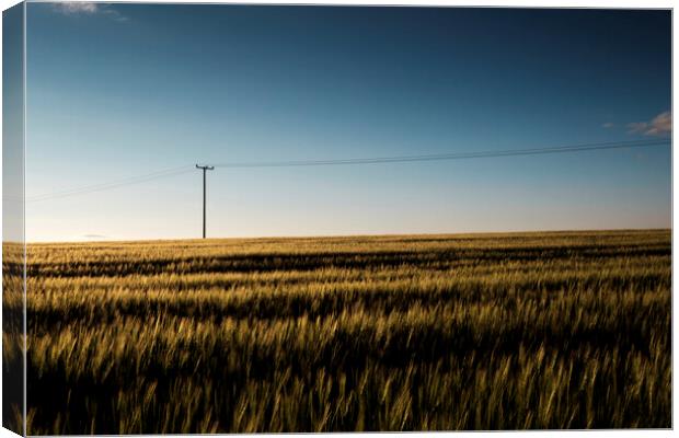 Cornfield at dusk with telegraph pole Canvas Print by Phil Crean