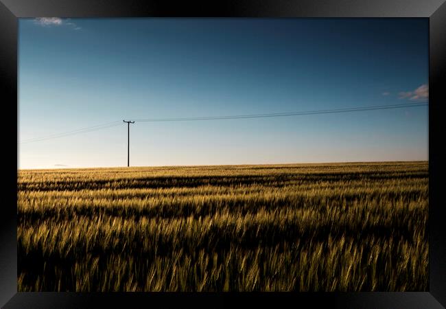 Cornfield at dusk with telegraph pole Framed Print by Phil Crean
