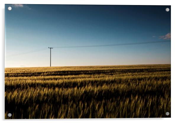Cornfield at dusk with telegraph pole Acrylic by Phil Crean