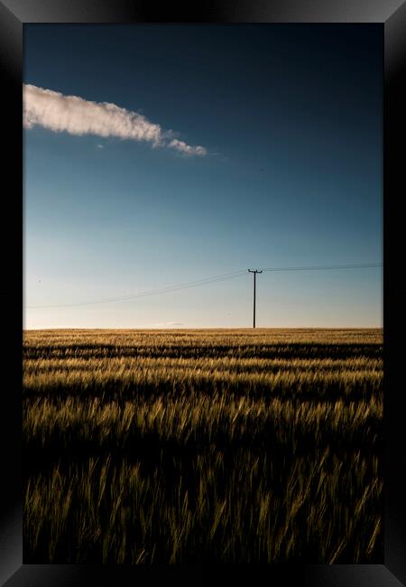 Cornfield at dusk with telegraph pole Framed Print by Phil Crean