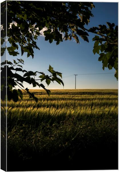 Cornfield at dusk with telegraph pole and leaves Canvas Print by Phil Crean
