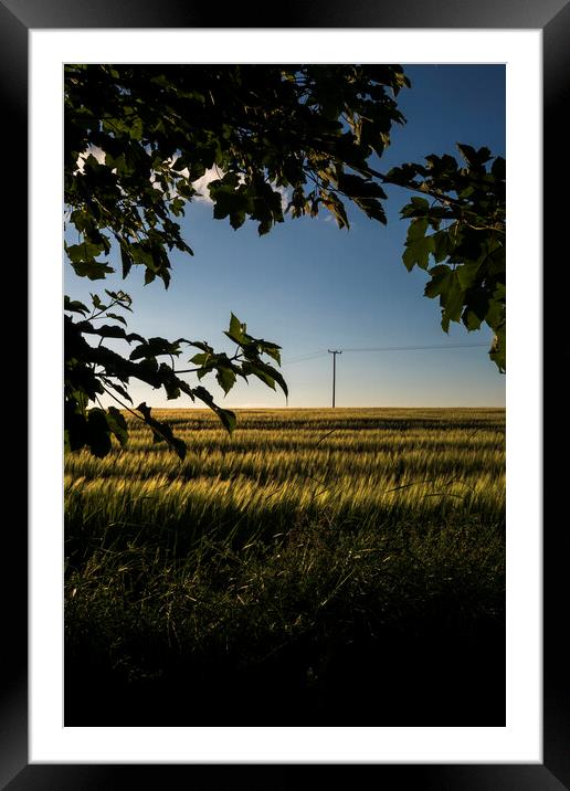 Cornfield at dusk with telegraph pole and leaves Framed Mounted Print by Phil Crean