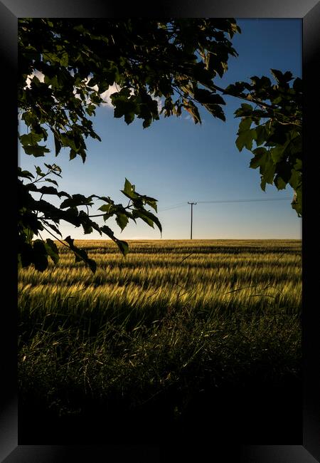 Cornfield at dusk with telegraph pole and leaves Framed Print by Phil Crean