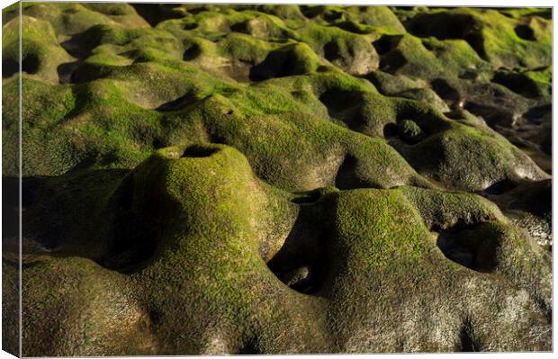 Green algae on rock formation, El Medano, Tenerife Canvas Print by Phil Crean