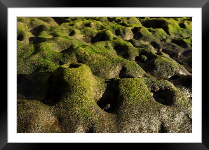 Green algae on rock formation, El Medano, Tenerife Framed Mounted Print by Phil Crean