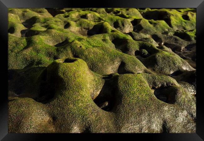 Green algae on rock formation, El Medano, Tenerife Framed Print by Phil Crean