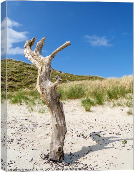 Dead tree in the sand Canvas Print by Photimageon UK