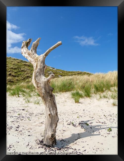 Dead tree in the sand Framed Print by Photimageon UK