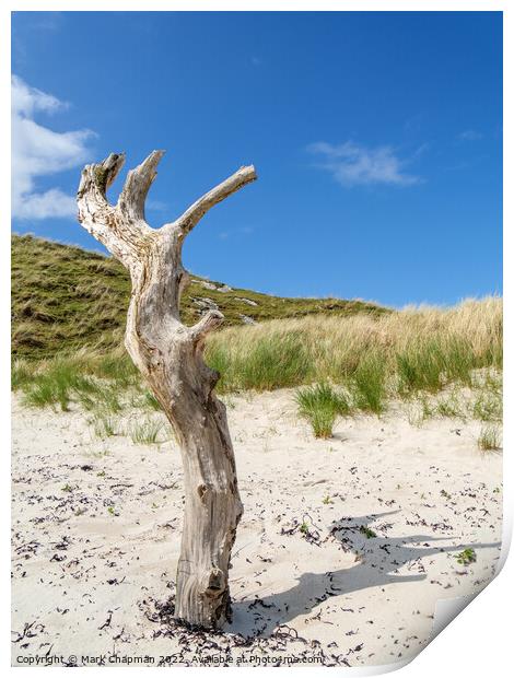Dead tree in the sand Print by Photimageon UK