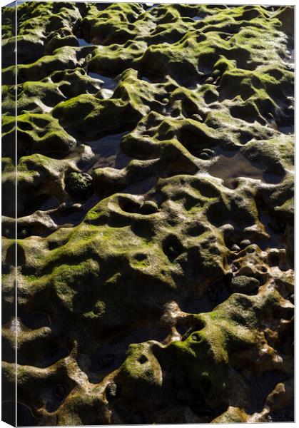 Green algae over rocks, El Medano, Tenerife Canvas Print by Phil Crean