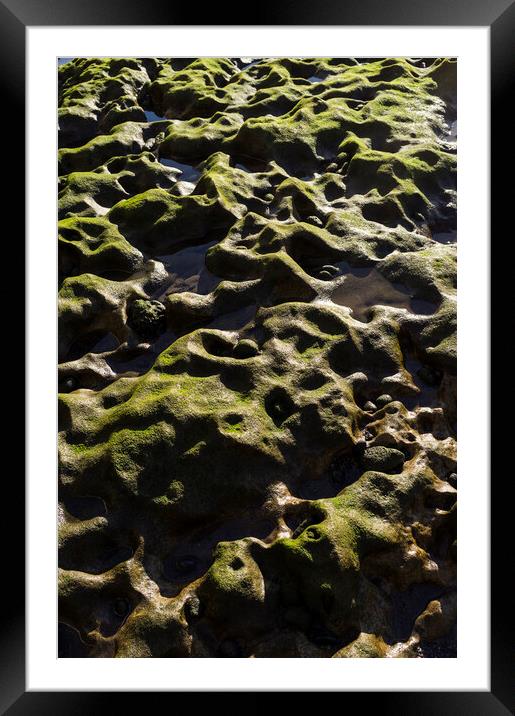 Green algae over rocks, El Medano, Tenerife Framed Mounted Print by Phil Crean