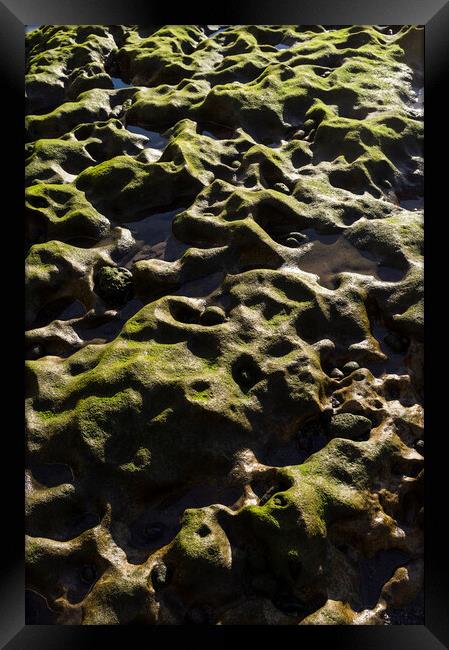 Green algae over rocks, El Medano, Tenerife Framed Print by Phil Crean