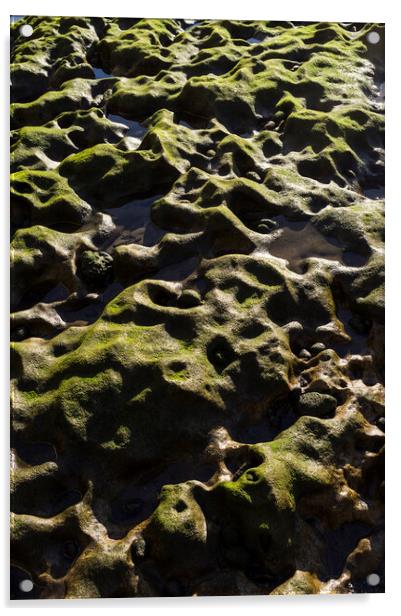 Green algae over rocks, El Medano, Tenerife Acrylic by Phil Crean