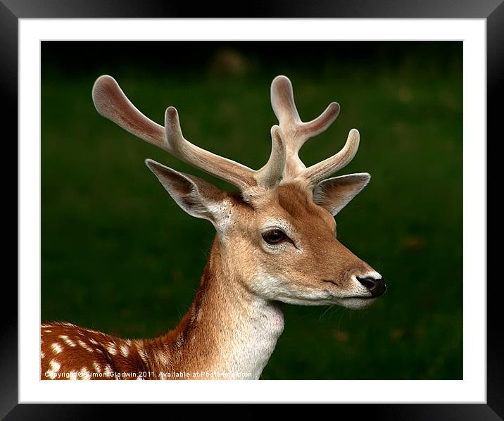 Red Deer Framed Mounted Print by Simon Gladwin