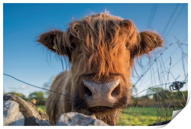 Majestic Highland Coo Print by Stephen Ward