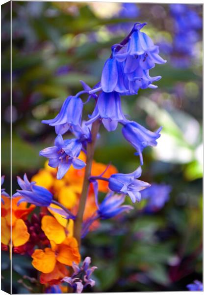 Bluebells Bluebell Spring Flowers Canvas Print by Andy Evans Photos