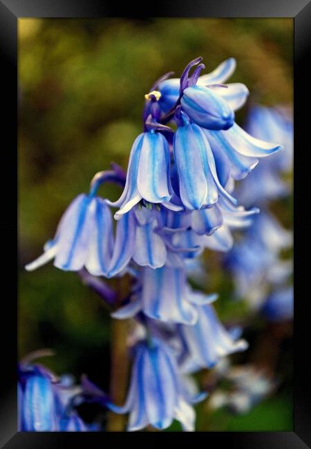 Bluebells Bluebell Spring Flowers Framed Print by Andy Evans Photos