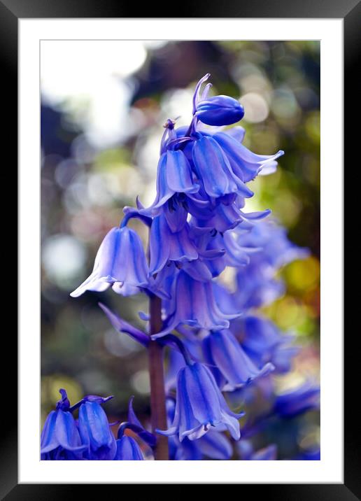 Bluebells Bluebell Spring Flowers Framed Mounted Print by Andy Evans Photos